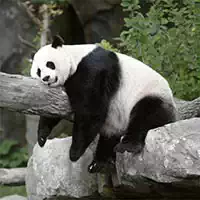 pandas_slide гульні